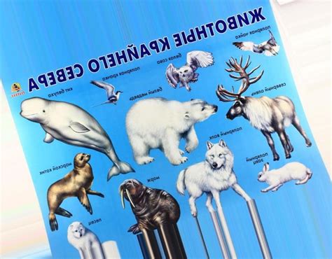 Животные севера картинки » DreemPics.com - картинки и рисунки на ...
