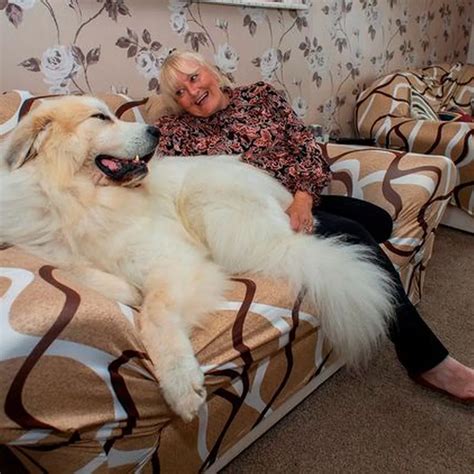 What Is The Biggest Mastiff Breed