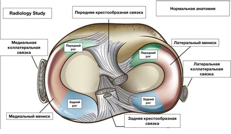 Мениски — анатомия — 24Radiology.ru