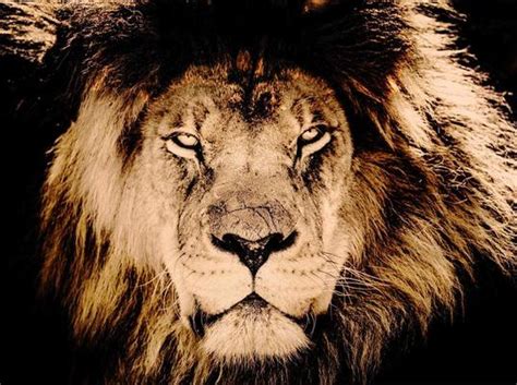 Lion Picture Stock Photos, Images and Backgrounds for Free Download