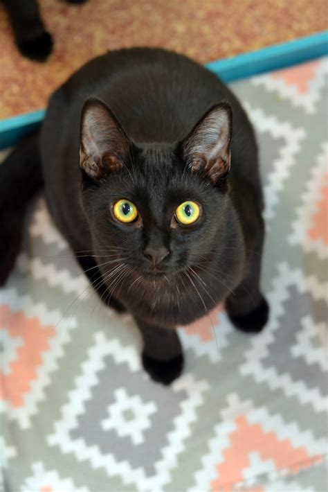 Frankie | Shadow Cats