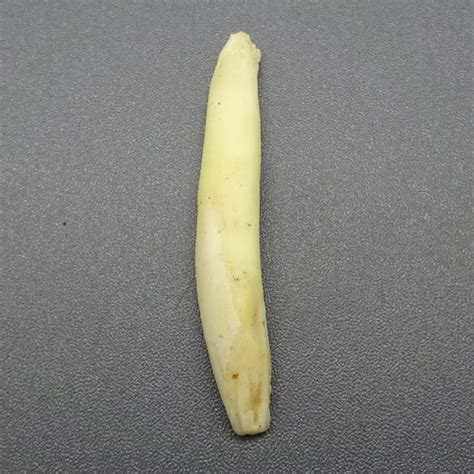 khasiat taring warak pusaka dunia