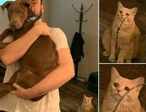 Создать мем "кошка мем, кошка, мем с котами" - Картинки - Meme-arsenal.com
