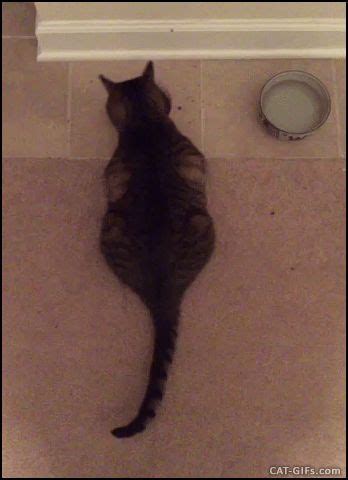 Animated CAT GIF • Om Nom Nom. Cat is happy to eat & wags his tail. You ...