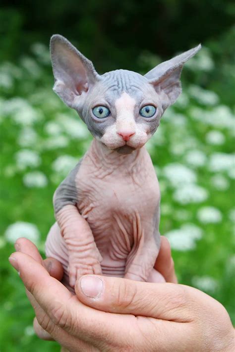 sphynx cats are ugly 9