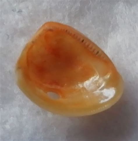 Common Nut-shell (Nucula nucleus) · iNaturalist NZ