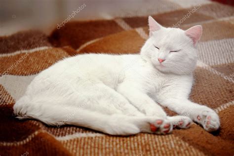 Sleeping White Cats