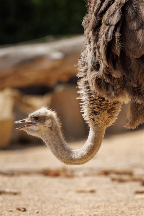 ostrich portrait  stock photo public domain pictures
