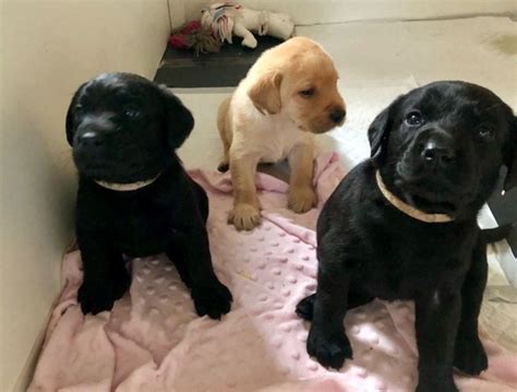 Labrador puppies ready for adoption.