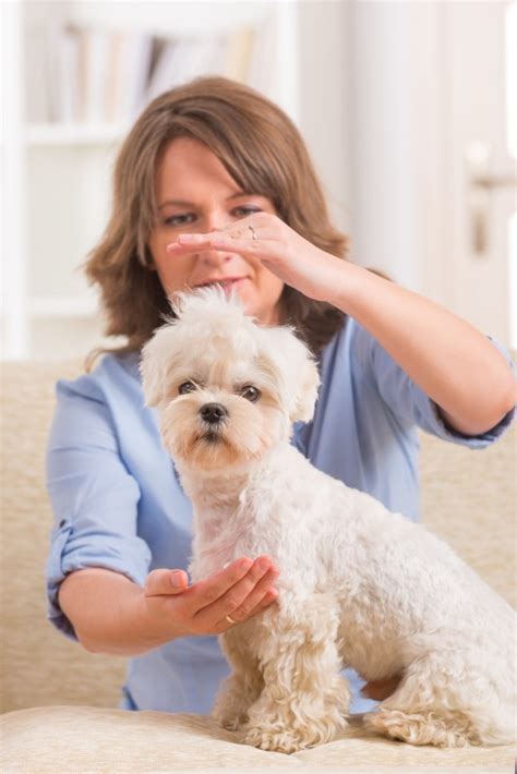 find  perfect gifts  dogs  monthly subscription boxes post