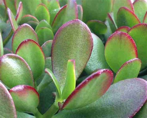 Kuber Plant Benefits | मनी प्लांट छोड़े, लगाओ कुबेर का पौधा और फिर देखो ...