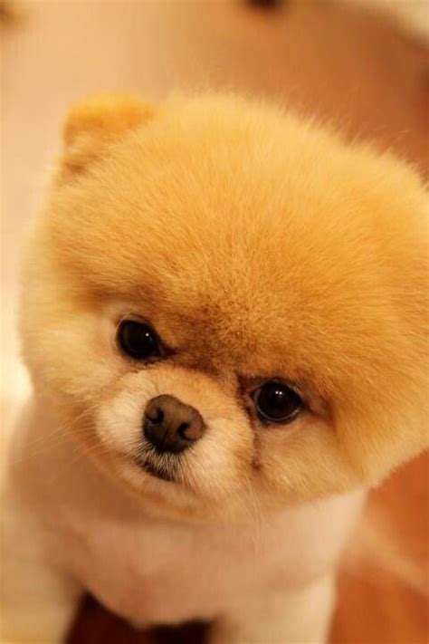 Pin de Lydia♥ en Boo puppy | Perros bonitos, Perros mascotas, Perros ...