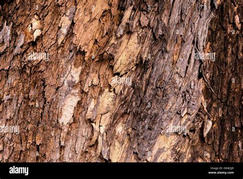 close  tree bark texture stock photo alamy