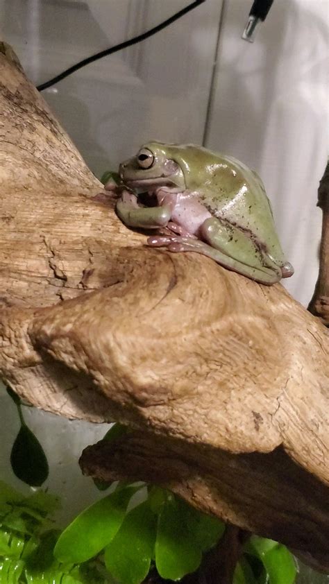 how to frog sick for beginners 6