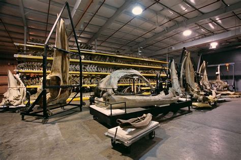 Take A Closer Look At All The Specimen Collections Inside The Museum of ...