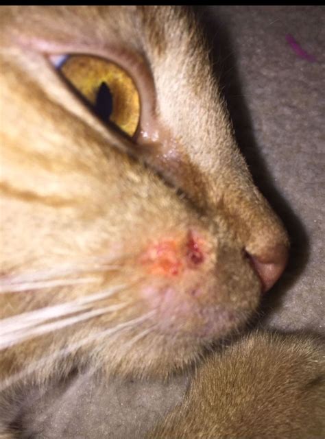 Fungal Infections In Cats