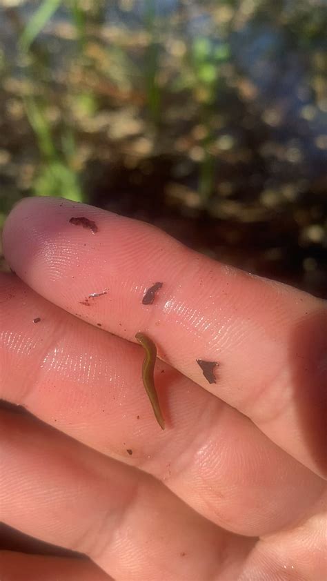 Baby medicinal Leech found in UK! : r/LeechGang