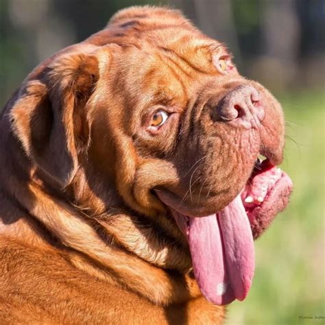 🐶 Dogue de Bordeaux | French mastiff dog, French dogs, French dog breeds