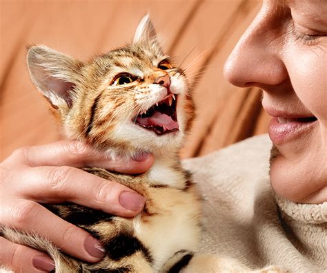 Meow Cat