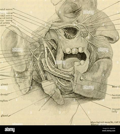 Infraorbital foramen hi-res stock photography and images - Alamy