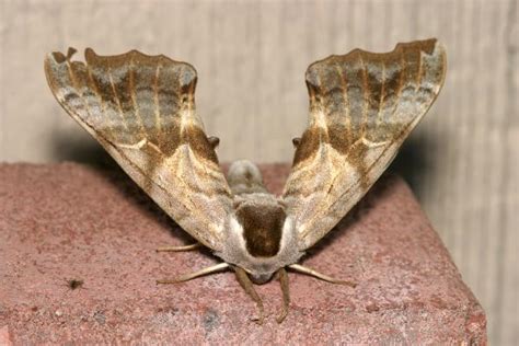 Sphinx Moth Life Cycle