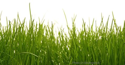 grassroots change   ground