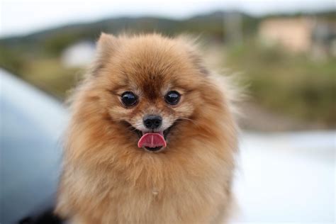 Pomeranian | Dog Breed Info, Guide & Care