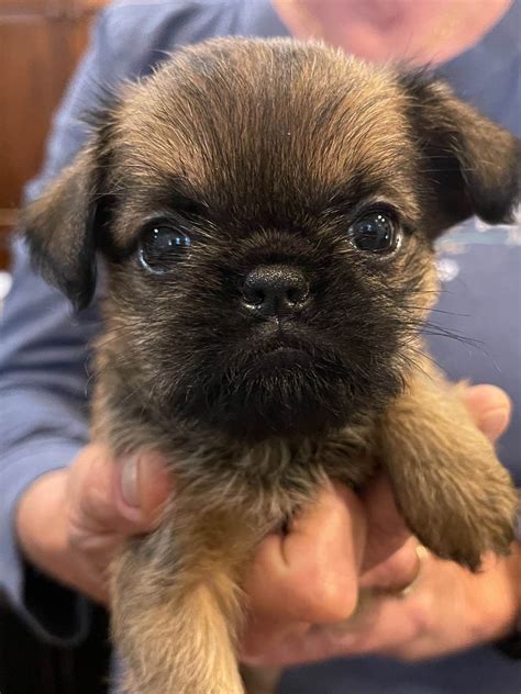 Brussels Griffon Puppies For Sale