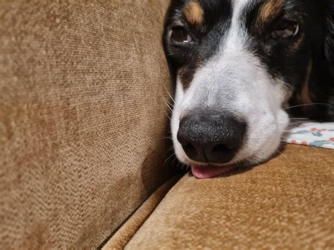 This sweet boy won't stop whimpering until you cuddle with him when he
