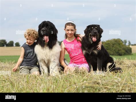 dog tibetan mastiff  khyi tibetdogge  newfoundland dog adults   children stock