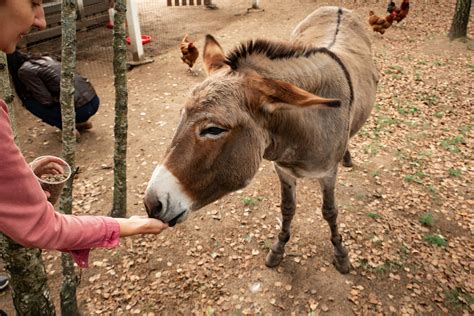 Zoo dārzs un atpūtas komplekss “Rezidence” | latvia.travel