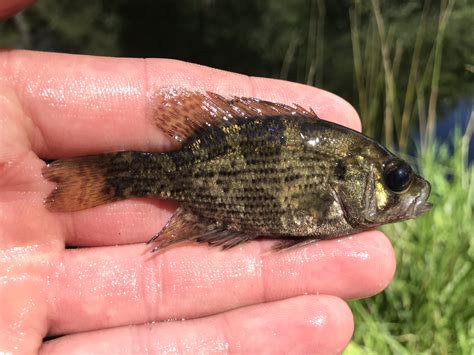 What Is A Rock Bass Fish at Marcos Hines blog