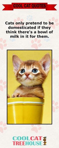 290 Cool Cat Quotes ideas | cool cats, cat quotes, cats