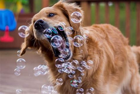 chuckleworthy canines   funny dog antics realistpresscom