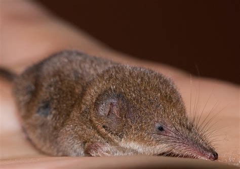 สำรวจโลก - หนูผีจิ๋ว หรือ หนูผีอีทรัสแคน (Dwarf shrew,...