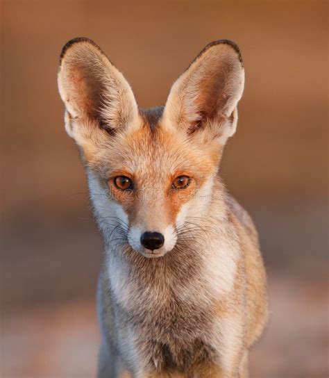 desert fox  stock  stockfreeimages