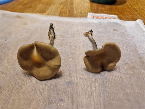 Wavy caps? : r/beacain