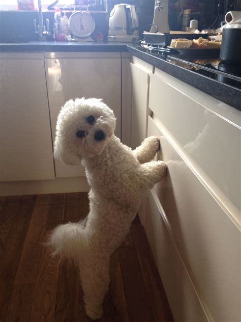 10 problems only bichon frise owners will understand – Artofit