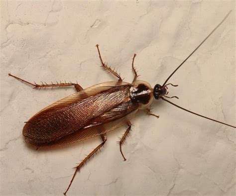 pennsylvania wood cockroach facts identification  pictures