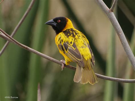 Village Weaver (Ploceus cucullatus) · iNaturalist