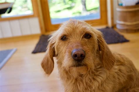 Otterhound Dog Breed: Characteristics, Facts and Pictures