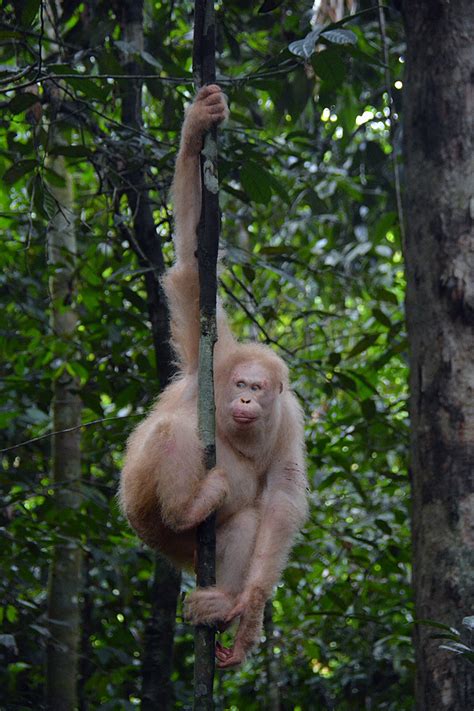 BOS Foundation Press Release: Alba, the Albino Orangutan, Thrives in ...