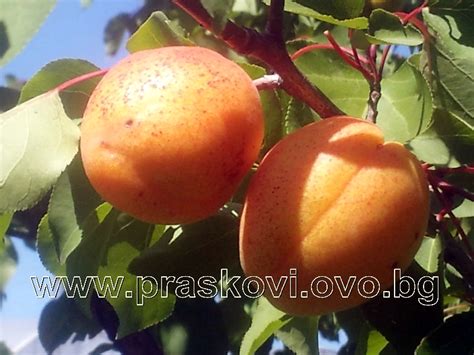 Ферма за пауни - Рудник | БгВаканциа.com
