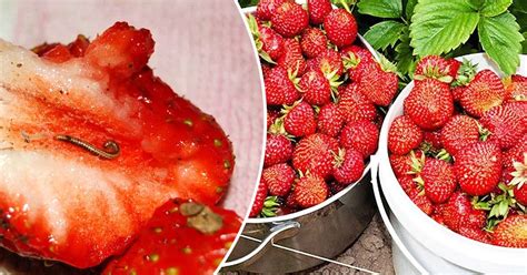 Черви в клубнике: как избавиться от вредителя - Со Вкусом