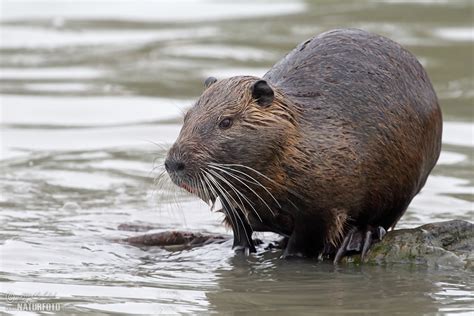 Nutrie | Naturfoto.cz