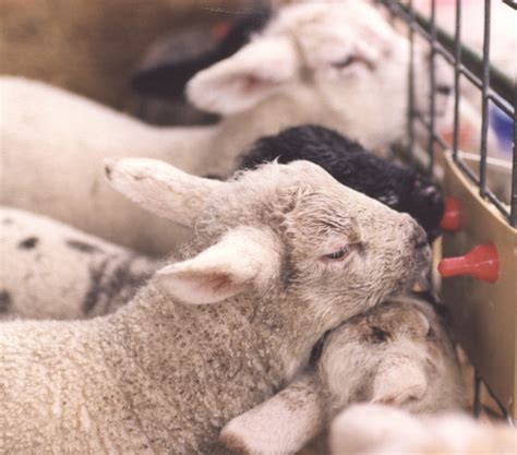 Lambing Advice for Farmers - Lamlac - Volac