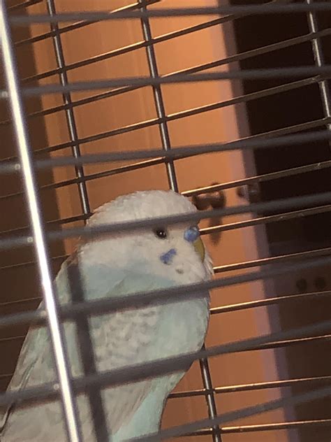 tips for bird sick easily 7