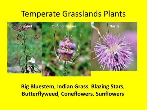 PPT - Temperate Grasslands PowerPoint Presentation, free download - ID ...