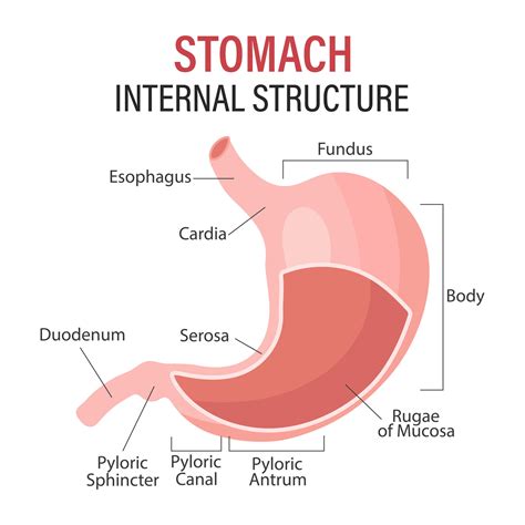 anatomy   human stomach medical poster  detailed diagram