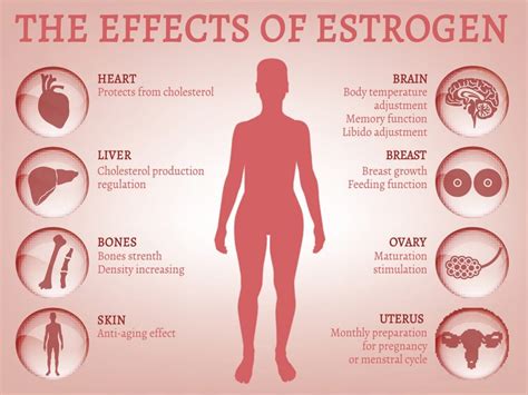 Understanding Estrogen – Prof. MC van Aardt